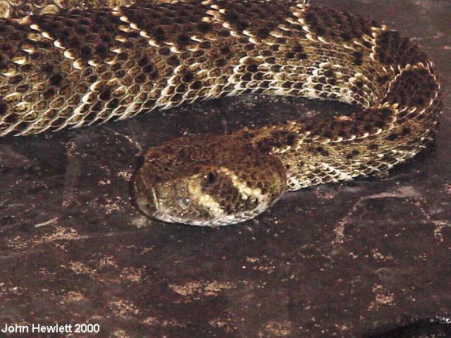 Crotalus atrox.jpg [88 Kb]